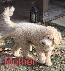 Mother of the Goldendoodle-Unknown Mix puppies born on 11/21/2018