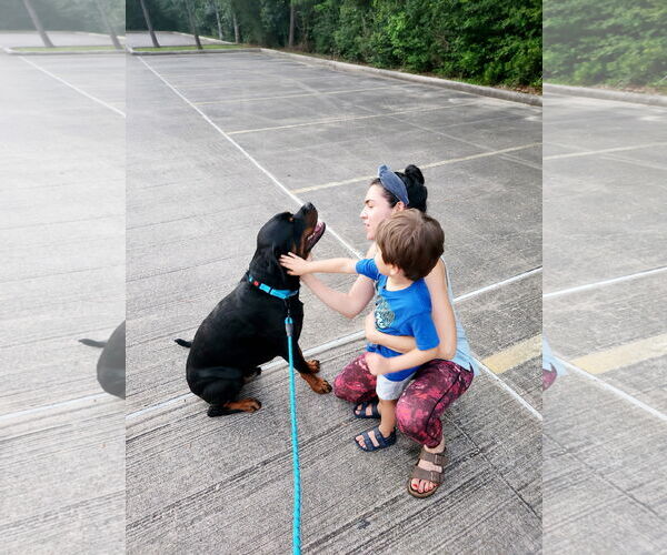 Medium Photo #6 Rottweiler Puppy For Sale in White Hall, AR, USA