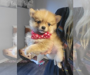 Pomeranian Puppy for sale in ATHENS, TX, USA