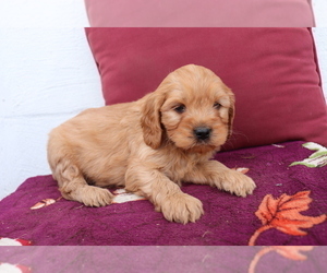 Cavalier King Charles Spaniel-Goldendoodle Mix Puppy for sale in SHILOH, OH, USA