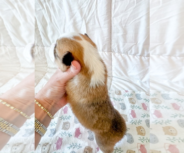 Medium Photo #2 Pembroke Welsh Corgi Puppy For Sale in BAYTOWN, TX, USA