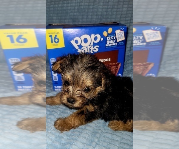 Medium Photo #318 Yorkshire Terrier Puppy For Sale in AKRON, OH, USA