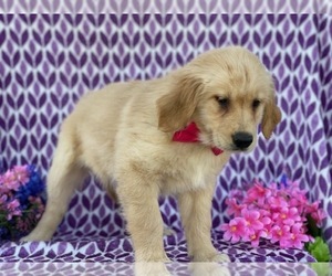 Golden Retriever Puppy for sale in LANCASTER, PA, USA