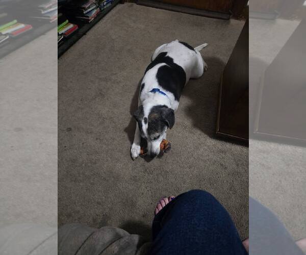 Medium Photo #1 Beagle Puppy For Sale in Crete, IL, USA