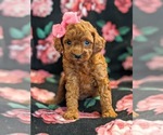 Small Photo #2 Poodle (Toy) Puppy For Sale in NEW HOLLAND, PA, USA
