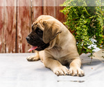 Small Photo #47 Mastiff Puppy For Sale in WAKARUSA, IN, USA