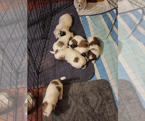 Mal-Shi Puppy for sale in LEITCHFIELD, KY, USA