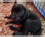Small Photo #14 German Shorthaired Lab Puppy For Sale in TACOMA, WA, USA