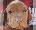 Small Photo #5 Vizsla Puppy For Sale in AGUA DULCE, CA, USA