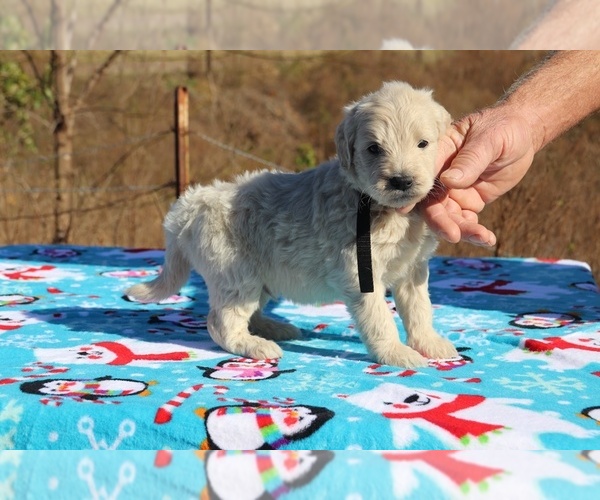 Medium Photo #21 Goldendoodle Puppy For Sale in UNION CITY, TN, USA