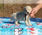 Small Photo #21 Goldendoodle Puppy For Sale in UNION CITY, TN, USA