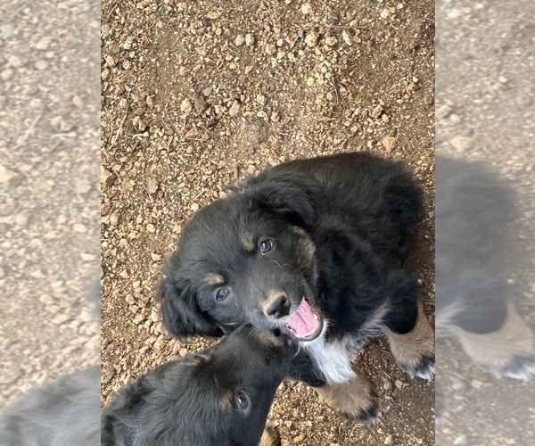 Medium Photo #6 Australian Shepherd Puppy For Sale in BAILEY, CO, USA