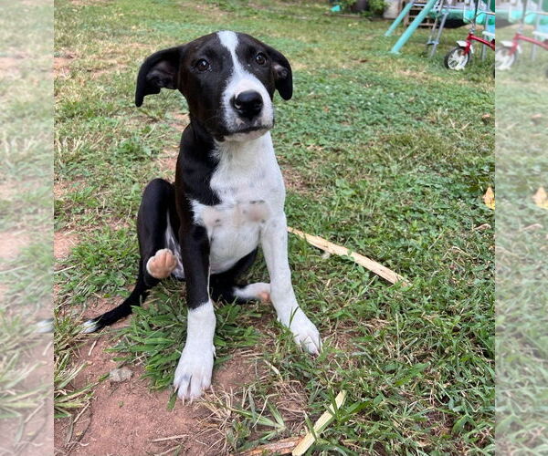 Medium Photo #2 Mutt Puppy For Sale in Chester, VA, USA