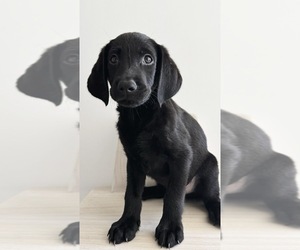 Labrador Retriever Puppy for sale in ENCINITAS, CA, USA