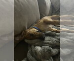 Small #2 Dachshund Mix
