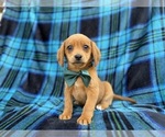 Small #1 Beagle-Labradoodle Mix