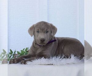 Labrador Retriever Puppy for sale in GORDONVILLE, PA, USA