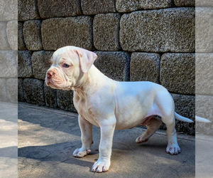 American Bulldog Puppy for sale in ANTELOPE, CA, USA