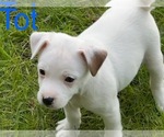 Puppy Tot Jack Russell Terrier