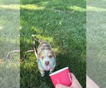 Small #3 Australian Shepherd