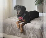 Small #1 Rottweiler Mix