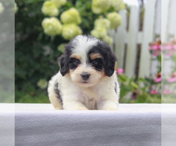 View Ad: Bernedoodle-Poodle (Miniature) Mix Puppy for Sale ...