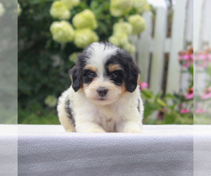 Bernedoodle-Poodle (Miniature) Mix Puppy for sale in NARVON, PA, USA