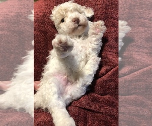 Poodle (Toy) Puppy for sale in MOORESVILLE, NC, USA