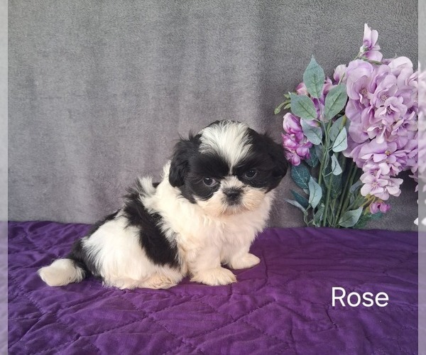 Medium Photo #3 Shih Tzu Puppy For Sale in MOUNT PLEASANT, MI, USA