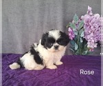 Small #2 Shih Tzu