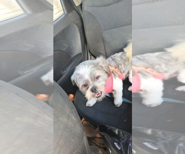 Medium Photo #4 Shih Tzu Puppy For Sale in Silver Spring, MD, USA