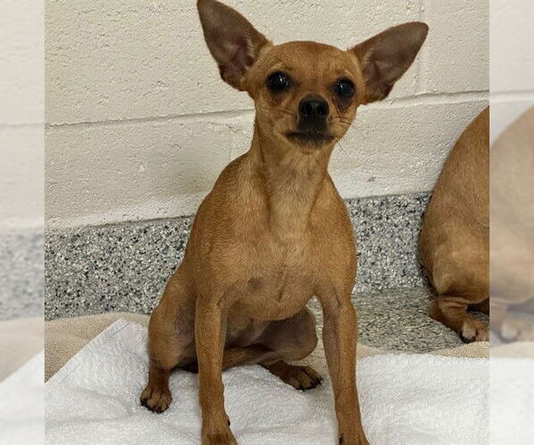 Medium Photo #1 Chihuahua Puppy For Sale in Naples, FL, USA