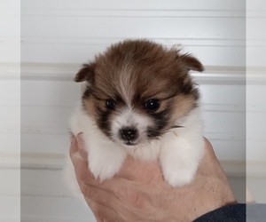Pomeranian Puppy for sale in GREENFIELD, OH, USA