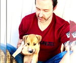 Small #7 Labrador Retriever Mix