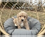 Small Photo #2 Poochon Puppy For Sale in NIANGUA, MO, USA