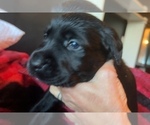 Small Photo #14 Labrador Retriever Puppy For Sale in GIG HARBOR, WA, USA