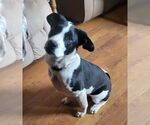 Small #1 Borador