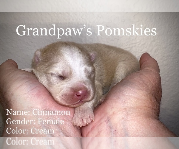 Medium Photo #2 Pomsky Puppy For Sale in CASA GRANDE, AZ, USA