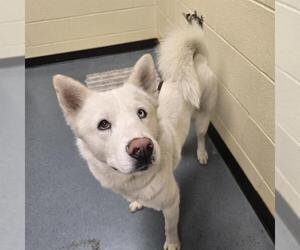 Siberian Husky-Unknown Mix Dogs for adoption in Denver, CO, USA