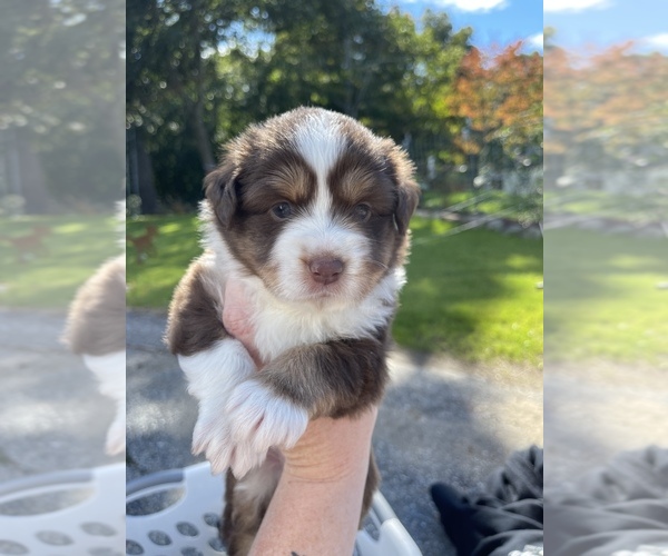 Full screen Photo #4 Miniature Australian Shepherd Puppy For Sale in GRISWOLD, CT, USA
