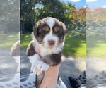 Small Photo #4 Miniature Australian Shepherd Puppy For Sale in GRISWOLD, CT, USA