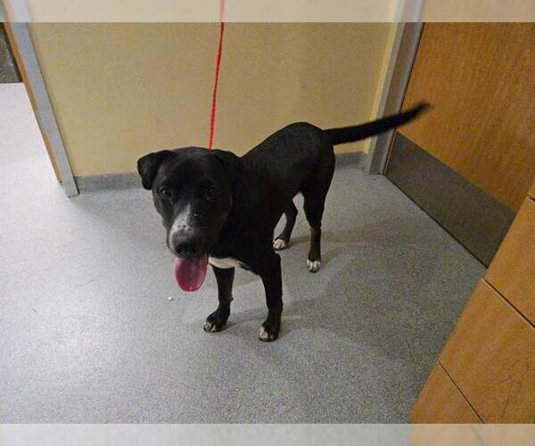 Medium Photo #1 Labrador Retriever-Unknown Mix Puppy For Sale in Orange, CA, USA