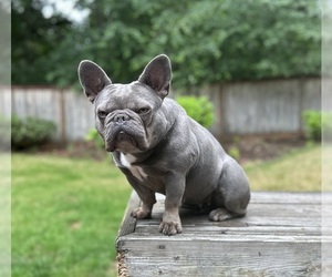 Mother of the French Bulldog puppies born on 09/15/2023