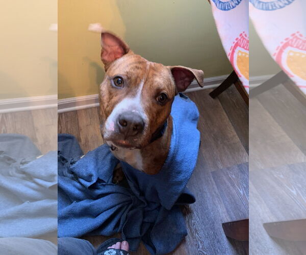 Medium Photo #10 Mutt Puppy For Sale in Crete, IL, USA