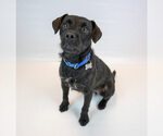 Small #5 Mutt