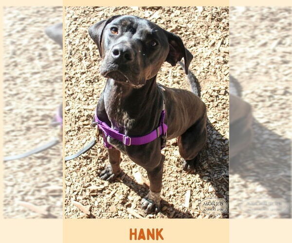 Medium Photo #3 German Shorthaired Pointer-Unknown Mix Puppy For Sale in Rockaway, NJ, USA