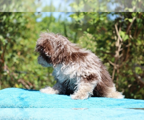 Medium Photo #23 ShihPoo Puppy For Sale in DYERSBURG, TN, USA