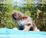 Small #22 ShihPoo