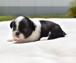 Small Photo #5 Shih Tzu Puppy For Sale in PALM COAST, FL, USA
