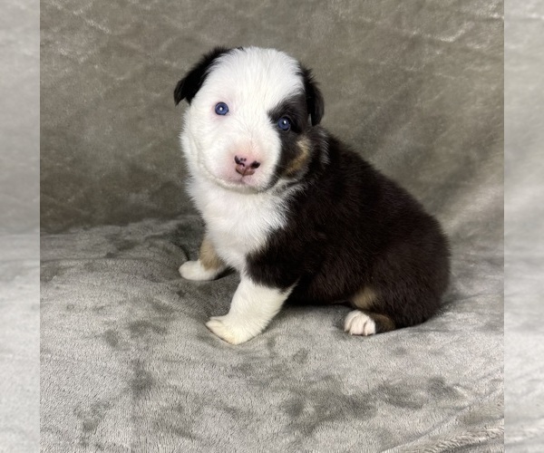 Medium Photo #68 Australian Shepherd Puppy For Sale in SALISBURY, NC, USA